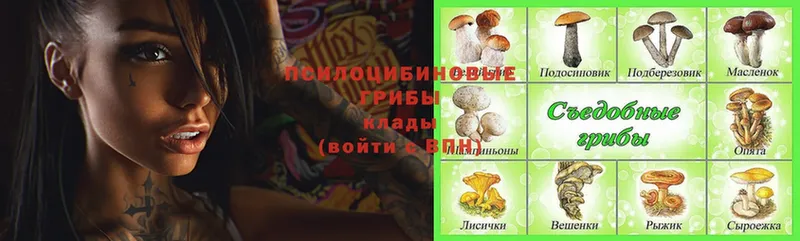 Псилоцибиновые грибы MAGIC MUSHROOMS  маркетплейс клад  Горно-Алтайск  где продают наркотики 